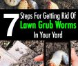 Lutter Contre Les Fourmis Au Jardin Frais Lawn Grub Worm Control 10 Ways to Get Rid Grub Worms