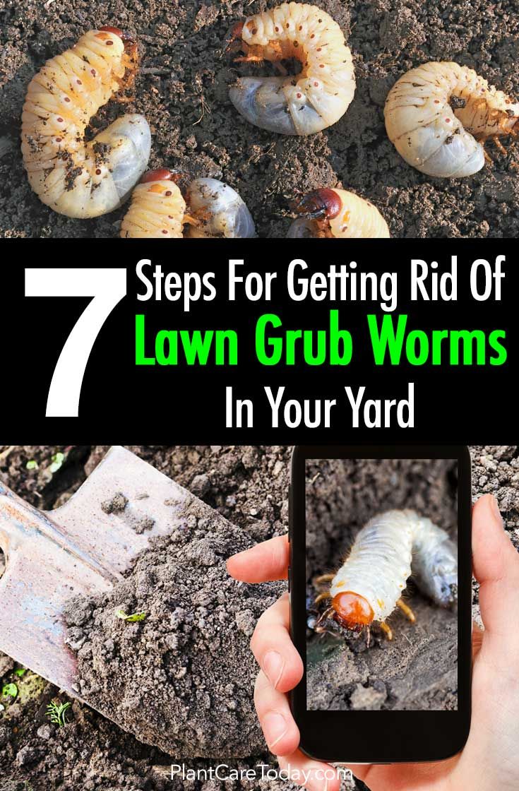 Lutter Contre Les Fourmis Au Jardin Frais Lawn Grub Worm Control 10 Ways to Get Rid Grub Worms