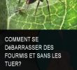 Lutter Contre Les Fourmis Au Jardin Génial épinglé Sur Bac Jardin