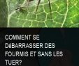 Lutter Contre Les Fourmis Au Jardin Génial épinglé Sur Bac Jardin