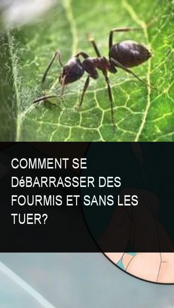 Lutter Contre Les Fourmis Au Jardin Génial épinglé Sur Bac Jardin