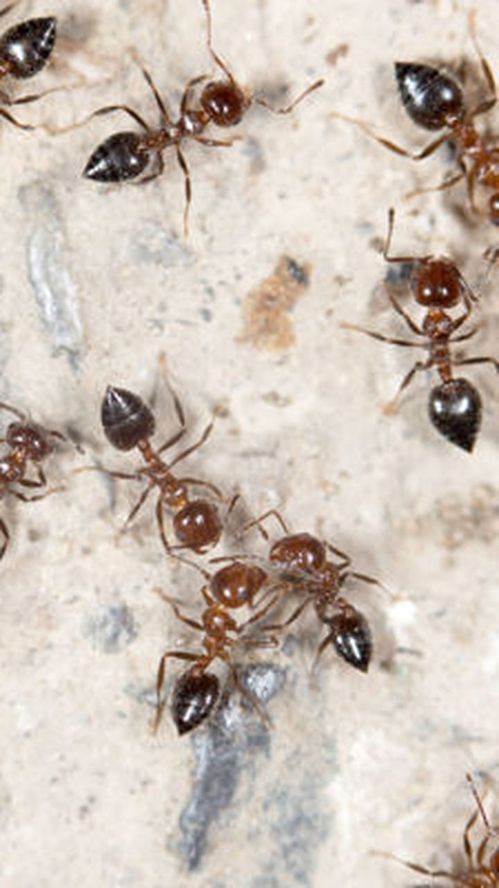 Lutter Contre Les Fourmis Au Jardin Luxe Chasser Les Fourmis