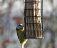 Nourrir Les Oiseaux Du Jardin Beau Aménager son Balcon Ou Sa Terrasse Pour Les Oiseaux
