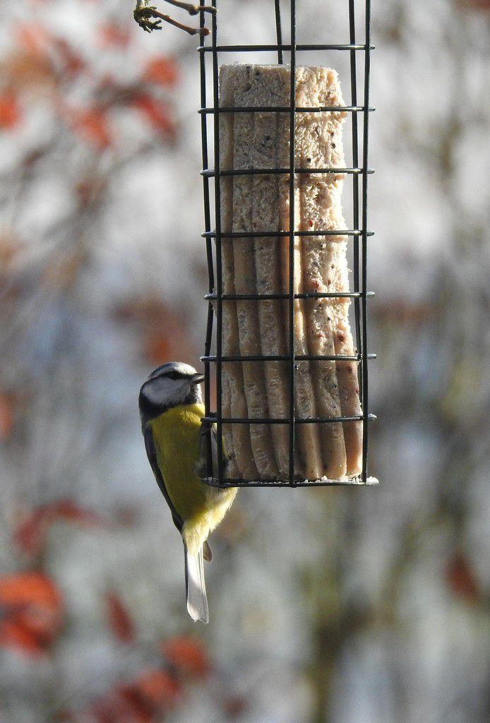 Nourrir Les Oiseaux Du Jardin Beau Aménager son Balcon Ou Sa Terrasse Pour Les Oiseaux