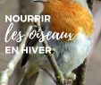Nourrir Les Oiseaux Du Jardin Beau Nourrir Les Oiseaux Du Jardin En Hiver