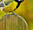 Nourrir Les Oiseaux Du Jardin Best Of Aider Les Oiseaux   Passer L Hiver