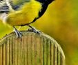 Nourrir Les Oiseaux Du Jardin Best Of Aider Les Oiseaux   Passer L Hiver