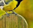 Nourrir Les Oiseaux Du Jardin Best Of Aider Les Oiseaux   Passer L Hiver