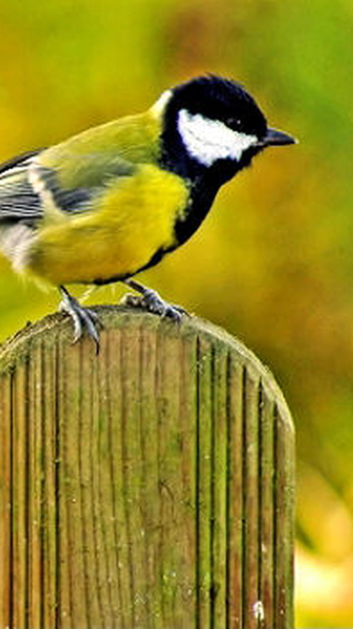 Nourrir Les Oiseaux Du Jardin Best Of Aider Les Oiseaux   Passer L Hiver