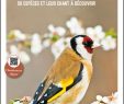 Nourrir Les Oiseaux Du Jardin Best Of Guide Des Oiseaux De Nos Jardins éditions Sud