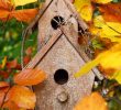 Nourrir Les Oiseaux Du Jardin Best Of Ment Nourrir Les Oiseaux Durant L Hiver