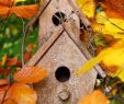 Nourrir Les Oiseaux Du Jardin Best Of Ment Nourrir Les Oiseaux Durant L Hiver