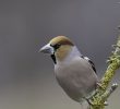 Nourrir Les Oiseaux Du Jardin Best Of Oiseau Du Mois Le Grosbec Casse Noyaux