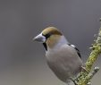 Nourrir Les Oiseaux Du Jardin Best Of Oiseau Du Mois Le Grosbec Casse Noyaux