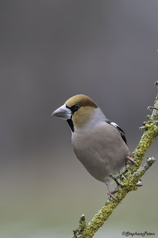 Nourrir Les Oiseaux Du Jardin Best Of Oiseau Du Mois Le Grosbec Casse Noyaux