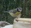 Nourrir Les Oiseaux Du Jardin Charmant Une Mangeoire Pour Nourrir Les Oiseaux En Hiver