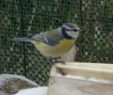 Nourrir Les Oiseaux Du Jardin Charmant Une Mangeoire Pour Nourrir Les Oiseaux En Hiver