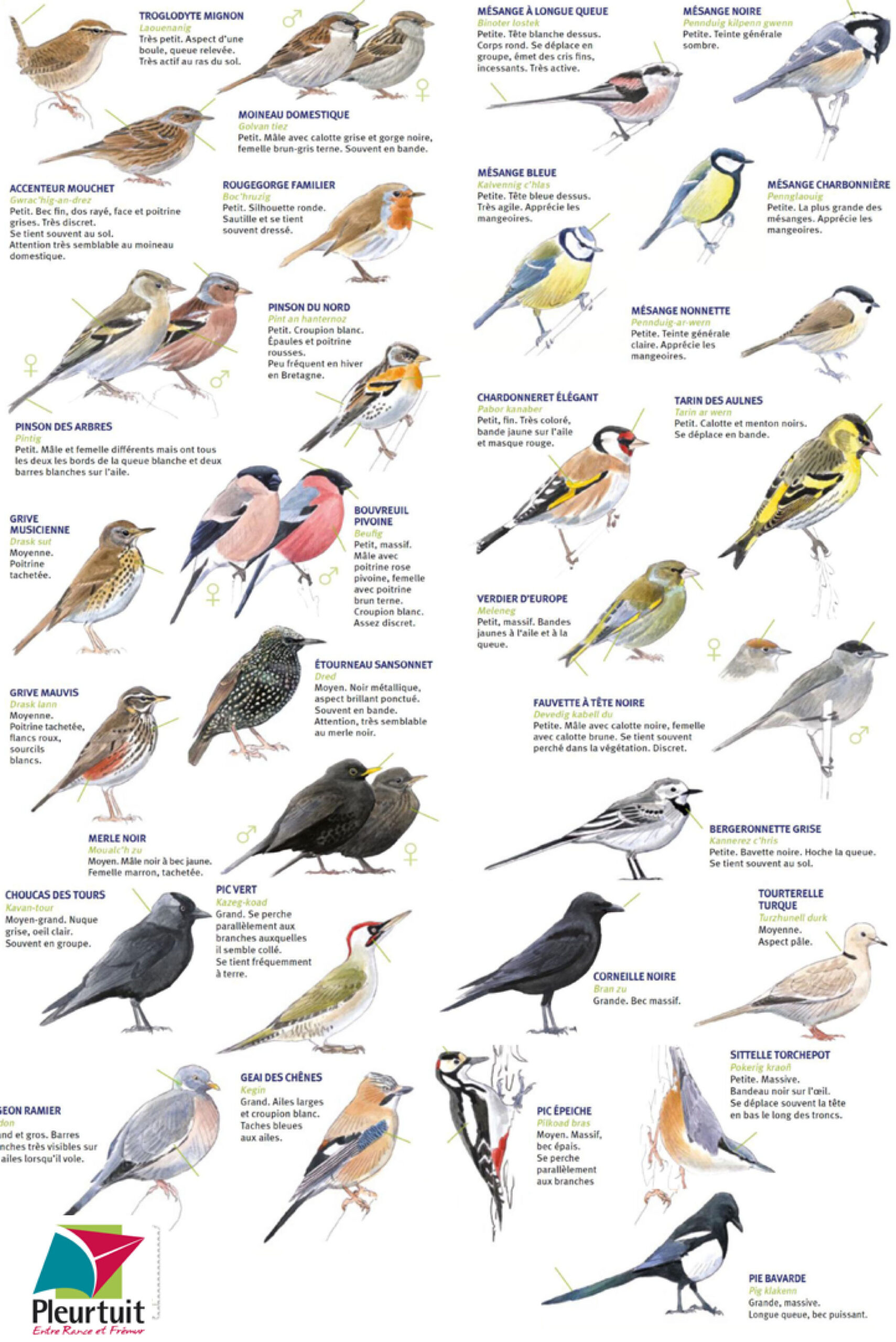 identification oiseaux scaled