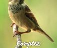 Nourrir Les Oiseaux Du Jardin Élégant Les Oiseaux Des Jardins Bretagne Vivante