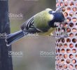 Nourrir Les Oiseaux Du Jardin Élégant Libre De Droit De Image De Mésange Charbonni¨re Dans