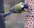 Nourrir Les Oiseaux Du Jardin Élégant Libre De Droit De Image De Mésange Charbonni¨re Dans