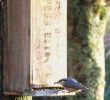 Nourrir Les Oiseaux Du Jardin Élégant Nourrir Les Oiseaux En Hiver Le Blog De La Section Nature