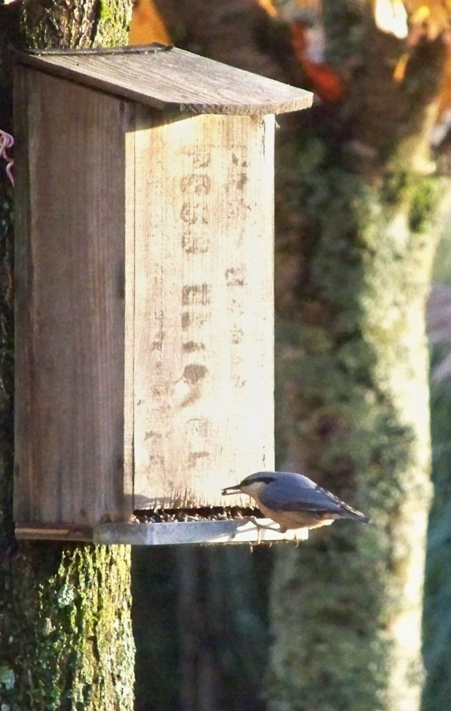 Nourrir Les Oiseaux Du Jardin Élégant Nourrir Les Oiseaux En Hiver Le Blog De La Section Nature