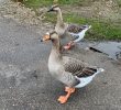 Nourrir Les Oiseaux Du Jardin Frais 4 Conseils Pour Ne Pas Tuer Le Peu D Animaux Sauvages