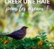 Nourrir Les Oiseaux Du Jardin Frais Haie Pour Les Oiseaux Quels Arbustes Choisir Nos Conseils