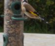 Nourrir Les Oiseaux Du Jardin Frais Les Bons Conseils Pour Nourrir Les Oiseaux