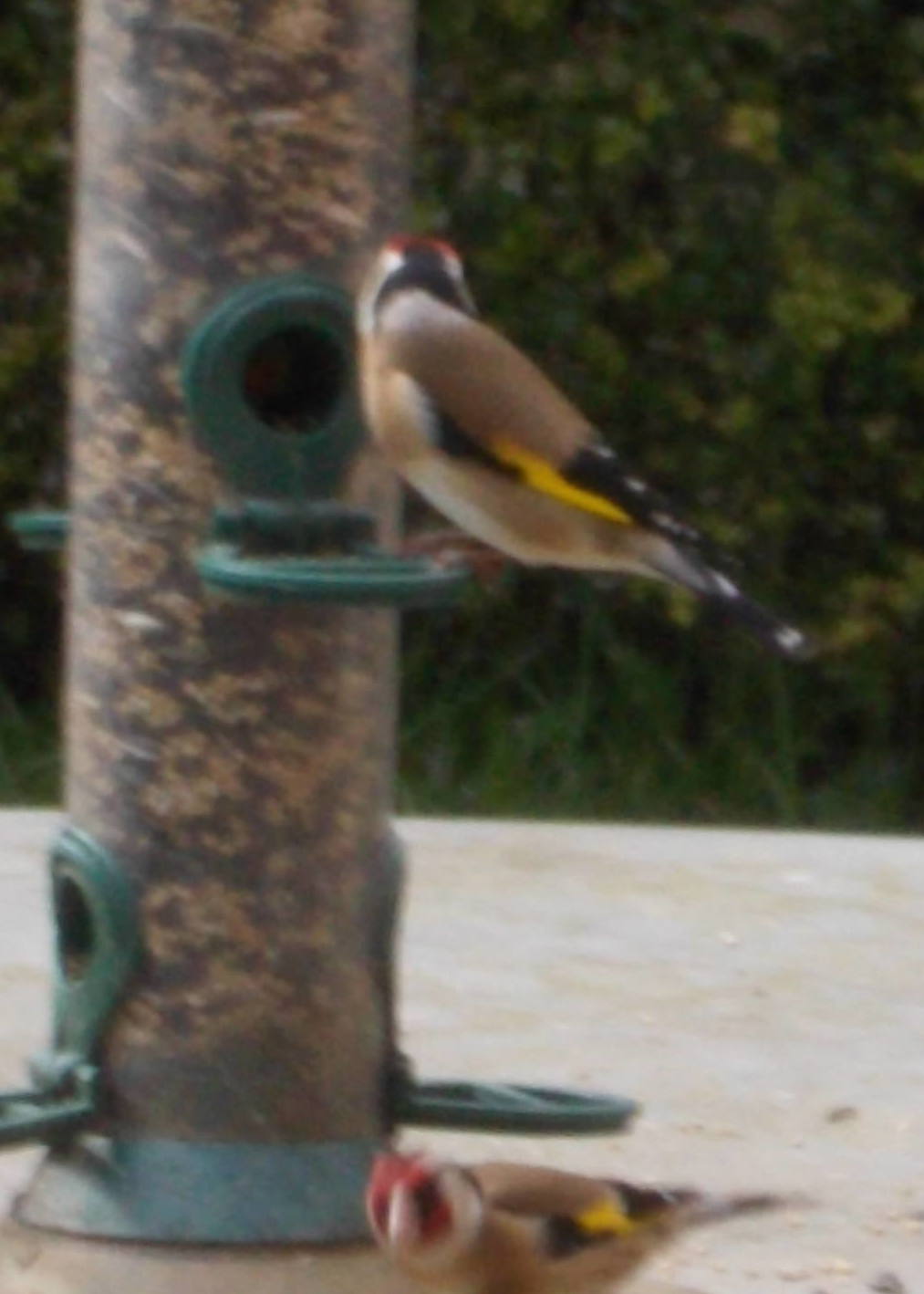 Nourrir Les Oiseaux Du Jardin Frais Les Bons Conseils Pour Nourrir Les Oiseaux