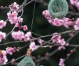 Nourrir Les Oiseaux Du Jardin Frais Sculpture Graines De Pluie Une Esthétique Pour Nourrir Les Oiseaux