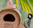 Nourrir Les Oiseaux Du Jardin Génial La Table Des Oiseaux Mangeoire Graines De Découvertes