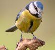 Nourrir Les Oiseaux Du Jardin Génial Les Oiseaux De Nos Jardins