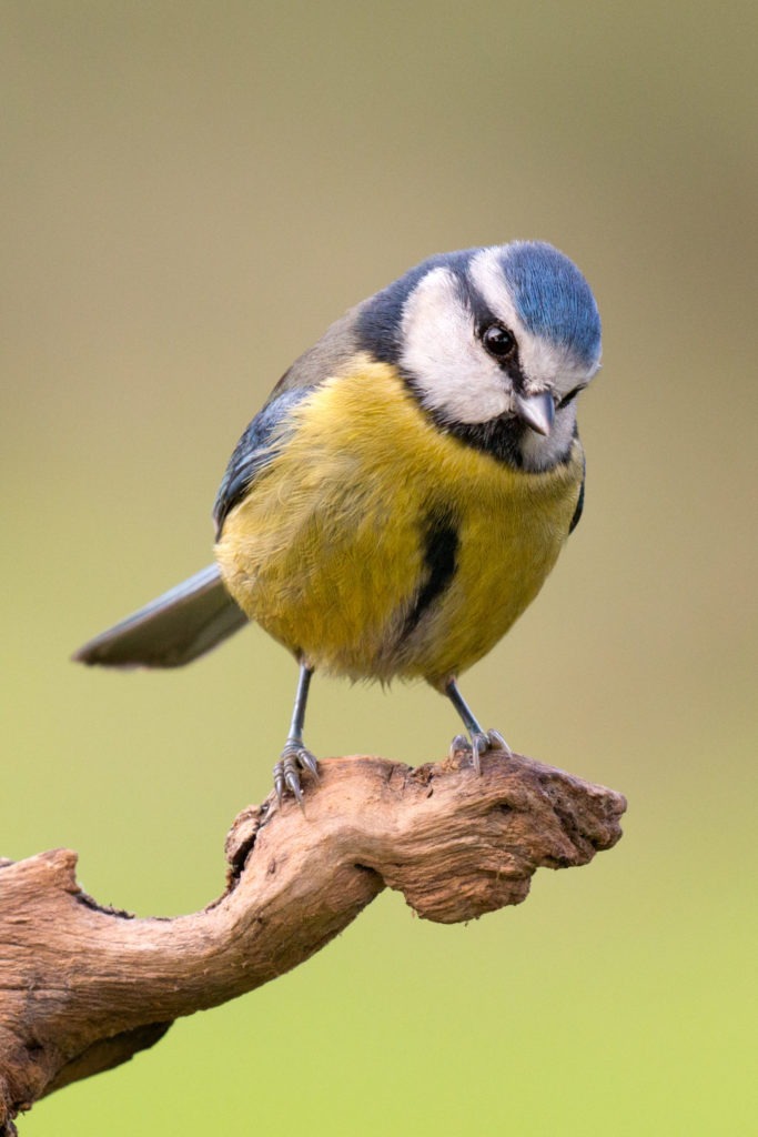 Nourrir Les Oiseaux Du Jardin Génial Les Oiseaux De Nos Jardins