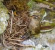 Nourrir Les Oiseaux Du Jardin Génial Nourrir Les Oiseaux L Wren Poussin Dans Leur Nid Dans Un Mur