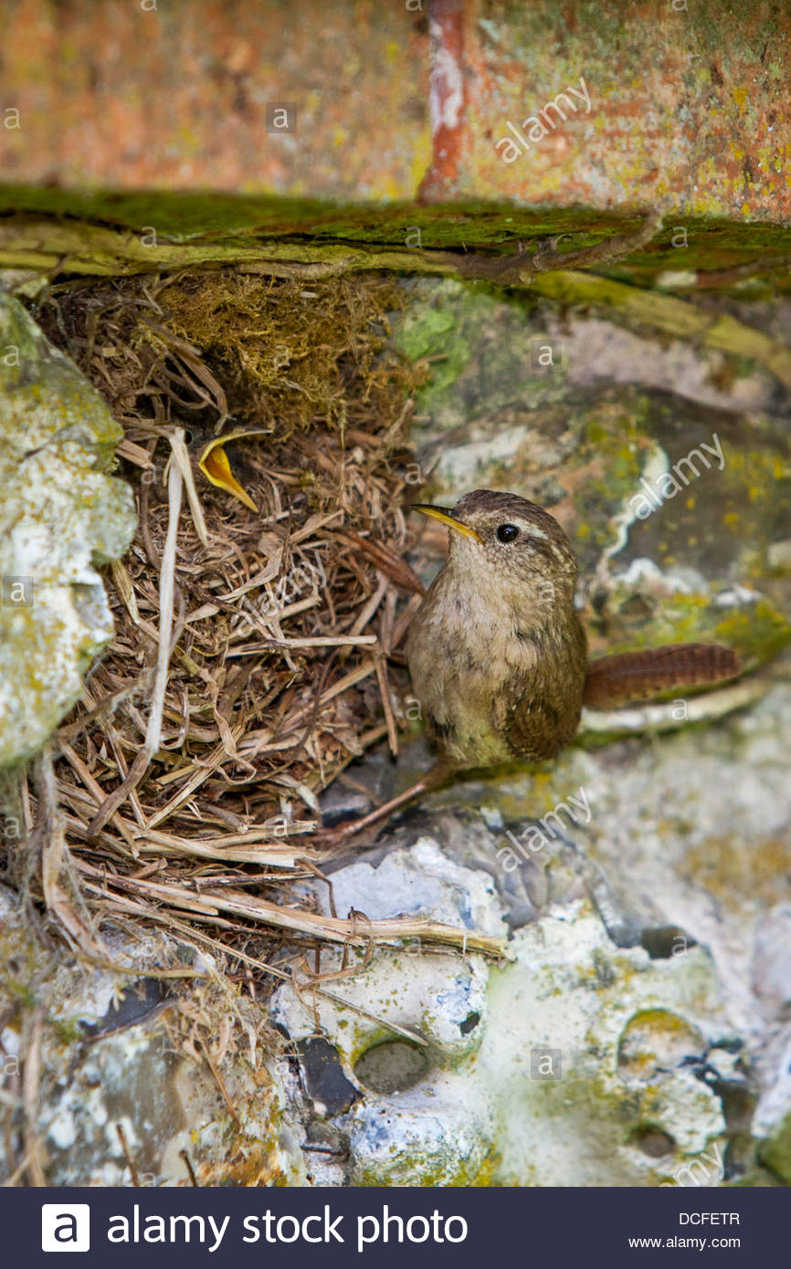 nourrir les oiseaux l wren poussin dans leur nid dans un mur de jardin dcfetr