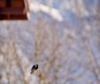 Nourrir Les Oiseaux Du Jardin Inspirant Faut Il Nourrir Les Oiseaux En Hiver Perpétuelle