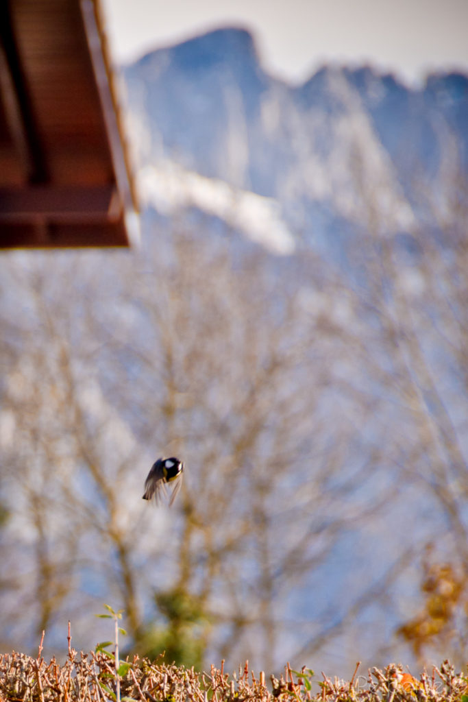 Nourrir Les Oiseaux Du Jardin Inspirant Faut Il Nourrir Les Oiseaux En Hiver Perpétuelle