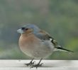 Nourrir Les Oiseaux Du Jardin Inspirant Le Jardin Des Oiseaux Unjardinamoncontour