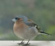 Nourrir Les Oiseaux Du Jardin Inspirant Le Jardin Des Oiseaux Unjardinamoncontour