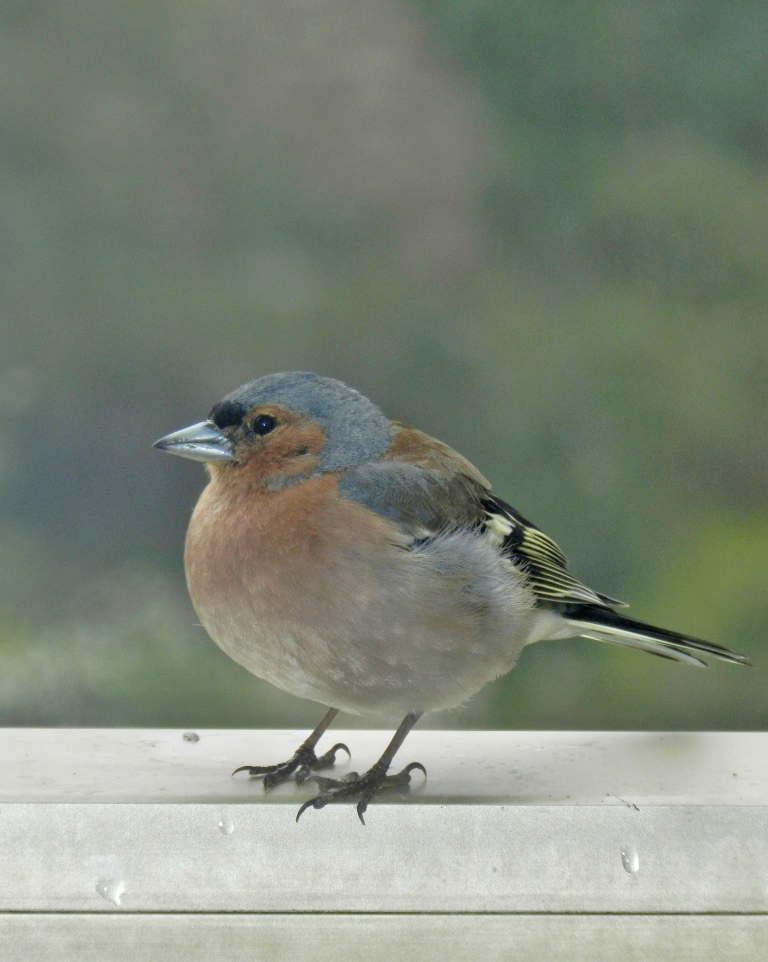 Nourrir Les Oiseaux Du Jardin Inspirant Le Jardin Des Oiseaux Unjardinamoncontour