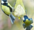 Nourrir Les Oiseaux Du Jardin Inspirant Nourrir Et Prendre soin Des Oiseaux En Hiver En 2020