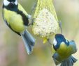 Nourrir Les Oiseaux Du Jardin Inspirant Nourrir Et Prendre soin Des Oiseaux En Hiver En 2020