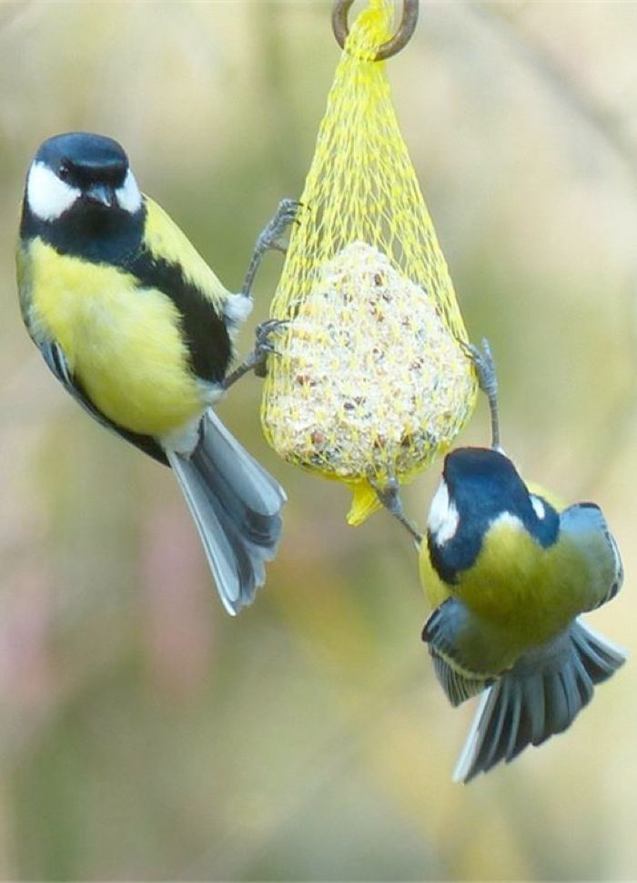 Nourrir Les Oiseaux Du Jardin Inspirant Nourrir Et Prendre soin Des Oiseaux En Hiver En 2020