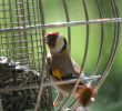 Nourrir Les Oiseaux Du Jardin Luxe Le Jardin D Hél¨ne Les Oiseaux Du Ciel