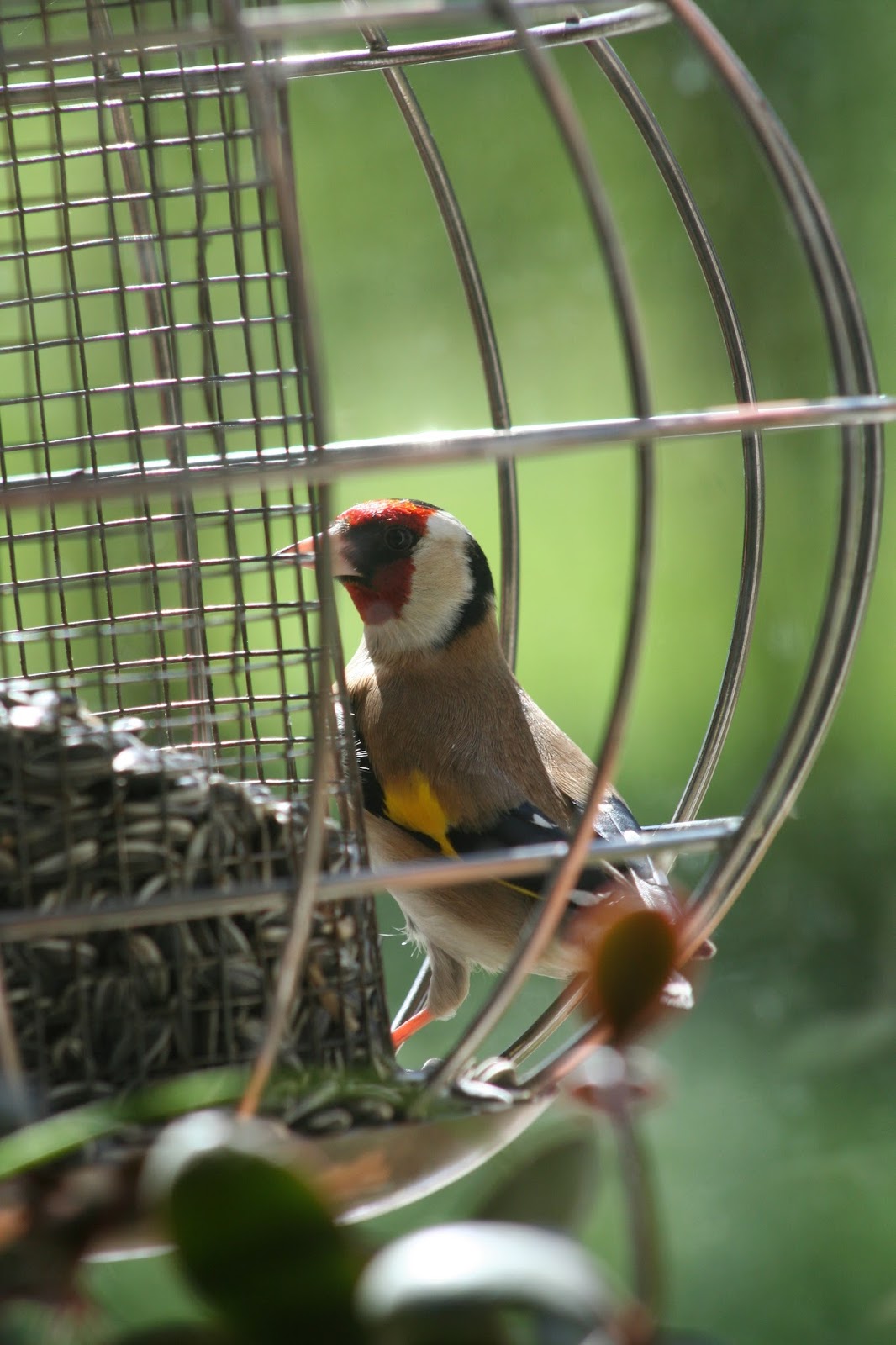 Nourrir Les Oiseaux Du Jardin Luxe Le Jardin D Hél¨ne Les Oiseaux Du Ciel