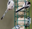 Nourrir Les Oiseaux Du Jardin Luxe Nourrir En Hiver – Ligue Royale Belge Pour La Protection Des