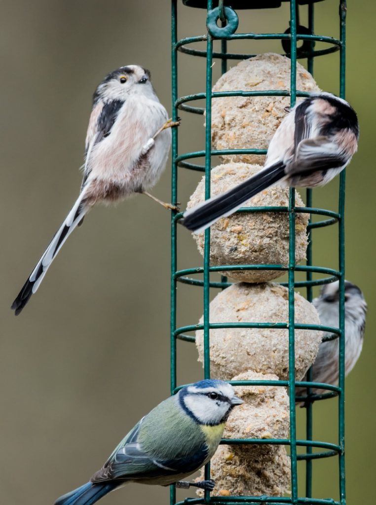 Nourrir Les Oiseaux Du Jardin Luxe Nourrir En Hiver – Ligue Royale Belge Pour La Protection Des