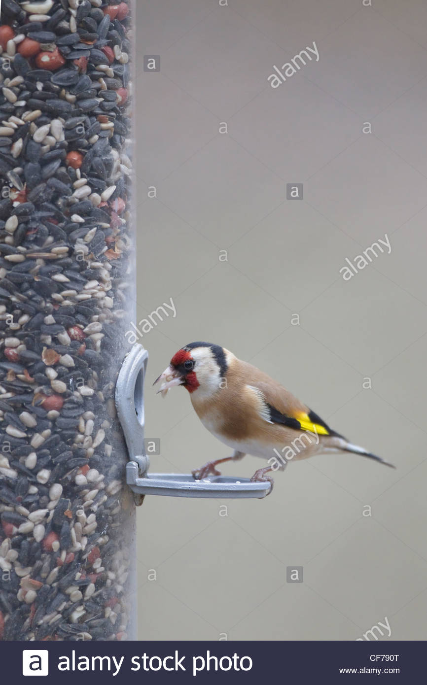 chardonneret jaune sur la mangeoire pour oiseaux carduelis carduelis hampshire royaume uni bi cf790t